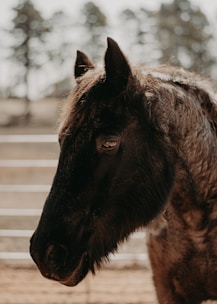 a close up of a horse in a fenced in area