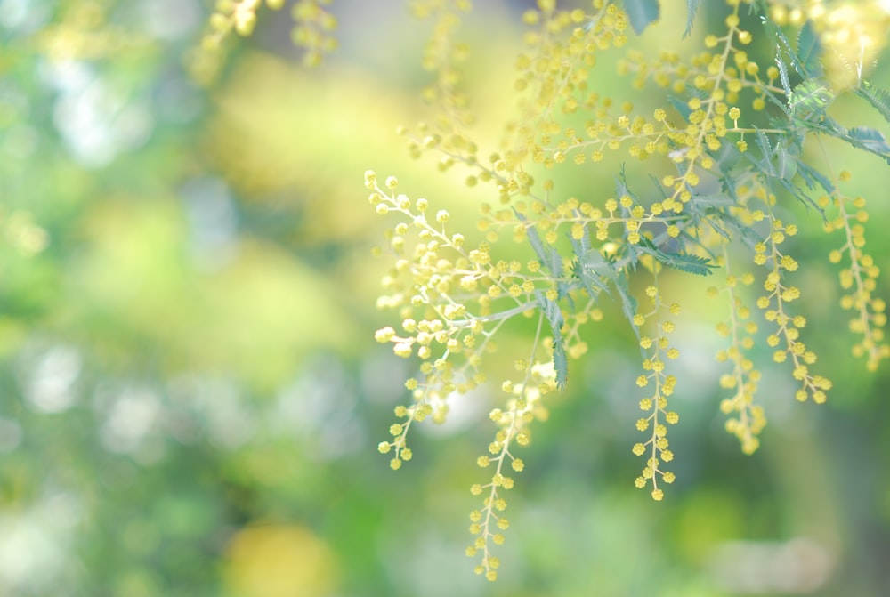 a bunch of yellow flowers hanging from a tree