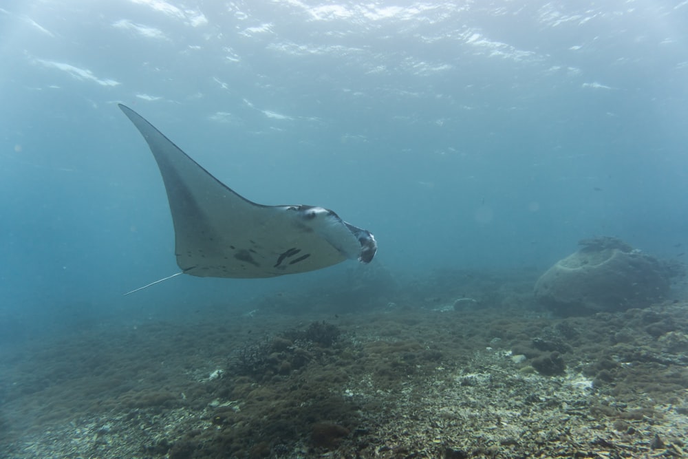 a manta ray swimming over a coral reef