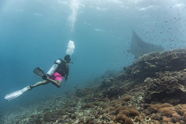 a woman scubas with a large shark in the ocean