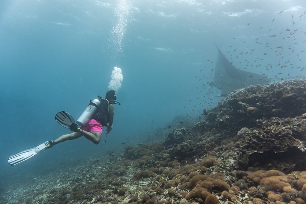 a woman scubas with a large shark in the ocean