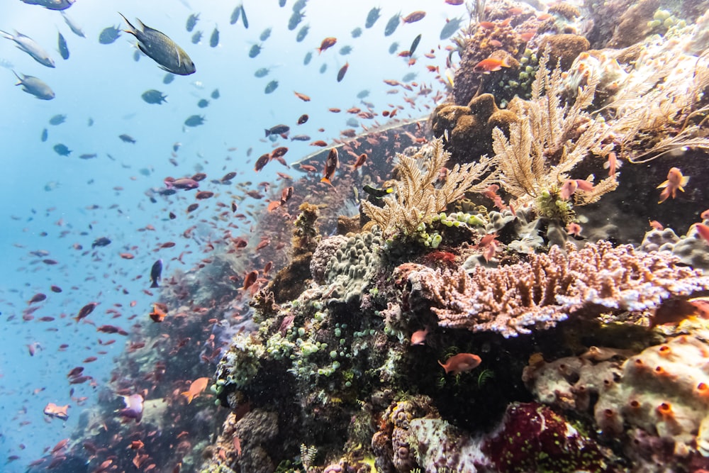 a large group of fish swimming over a coral reef