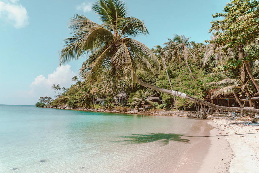 A palm leaning out over the water on Koh Phangan