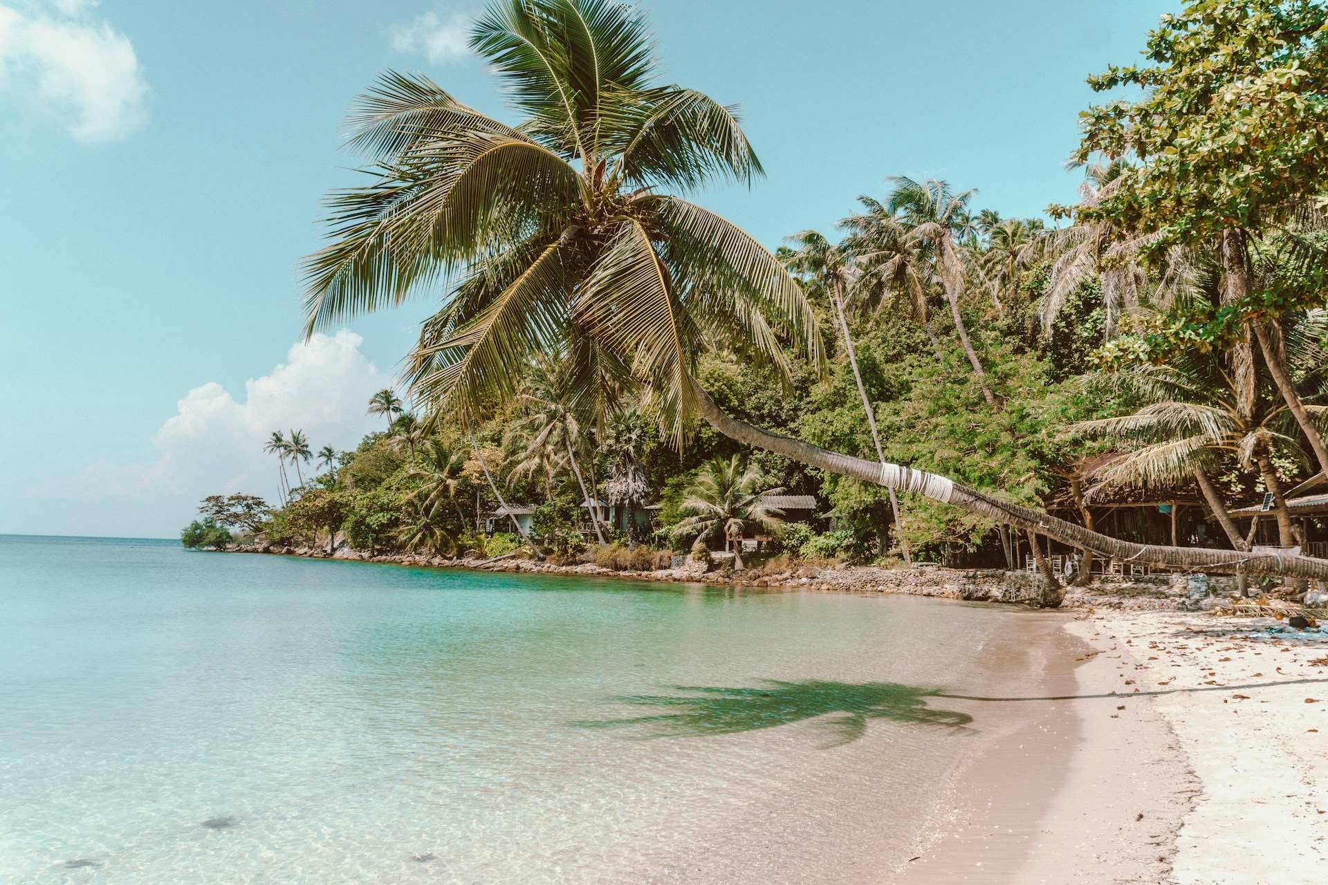 a tropical beach with a palm tree leaning over the water
