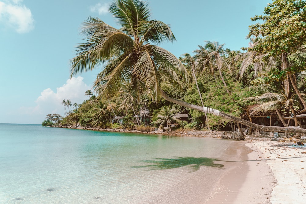 a tropical beach with a palm tree leaning over the water