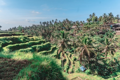 a lush green field with palm trees in the background