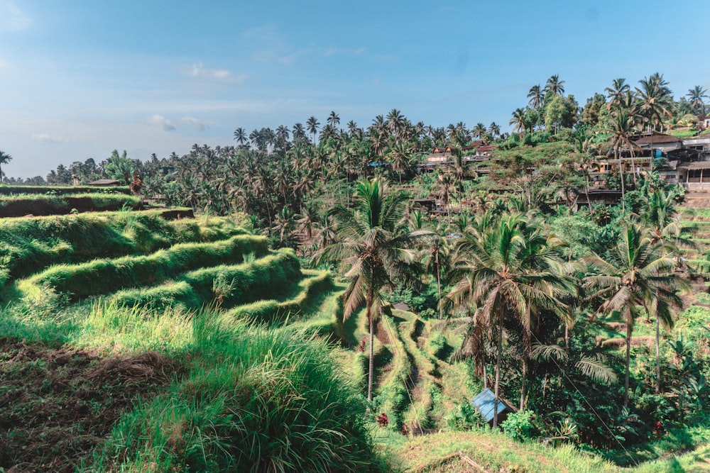 a lush green field with palm trees in the background