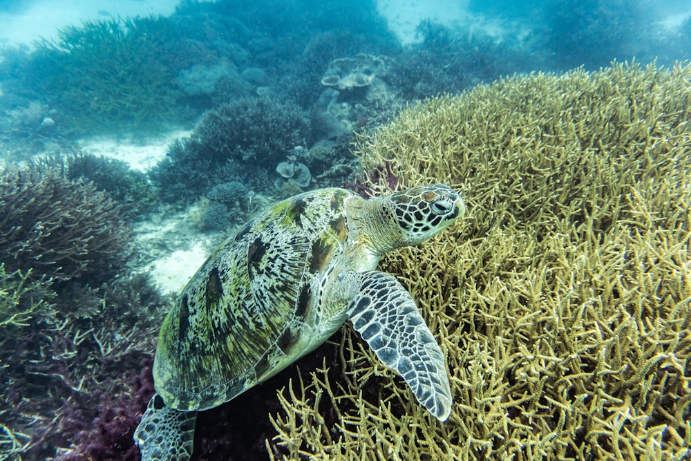 a green turtle swimming over a coral reef