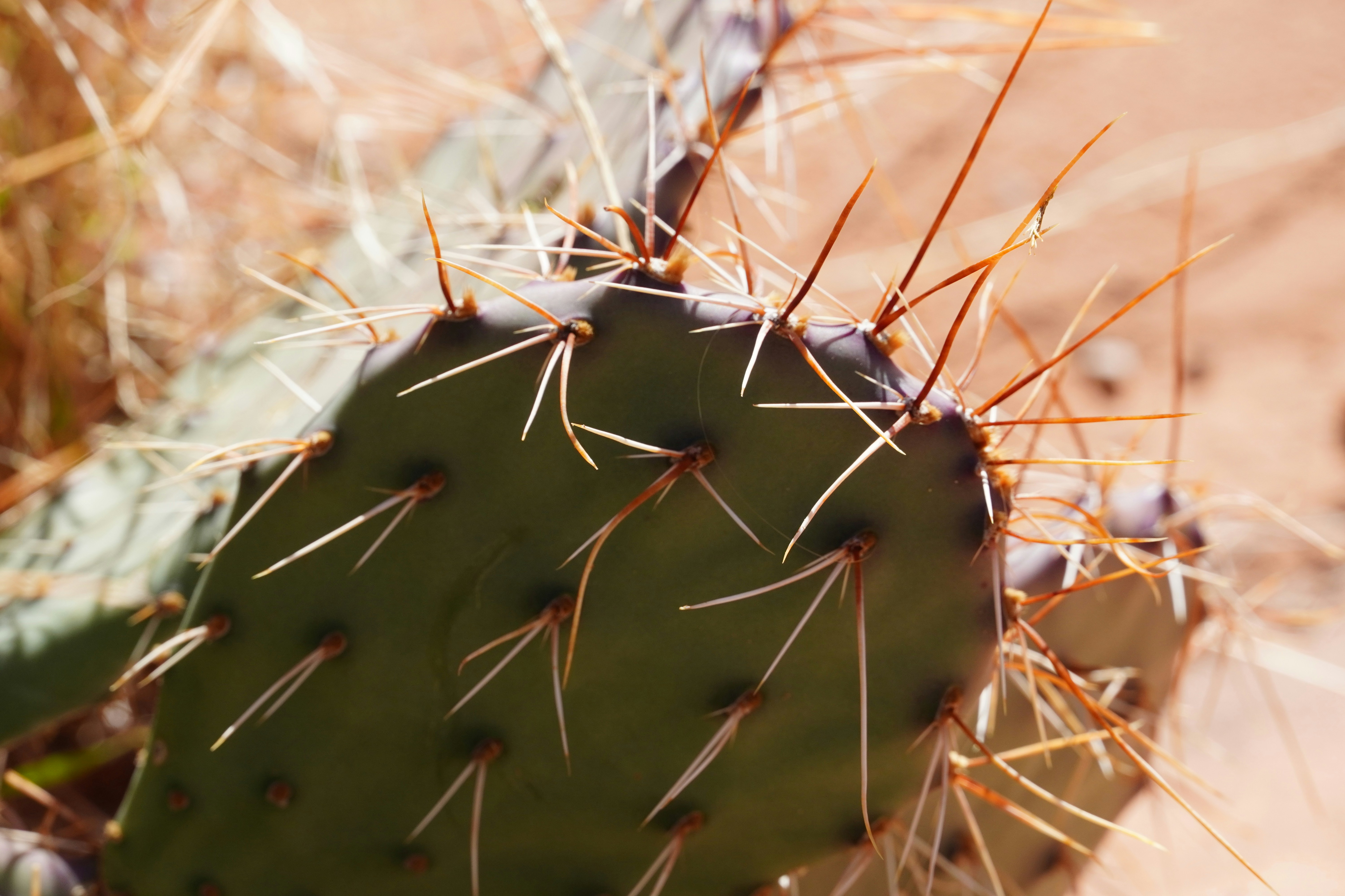 Photo by calecrunchy