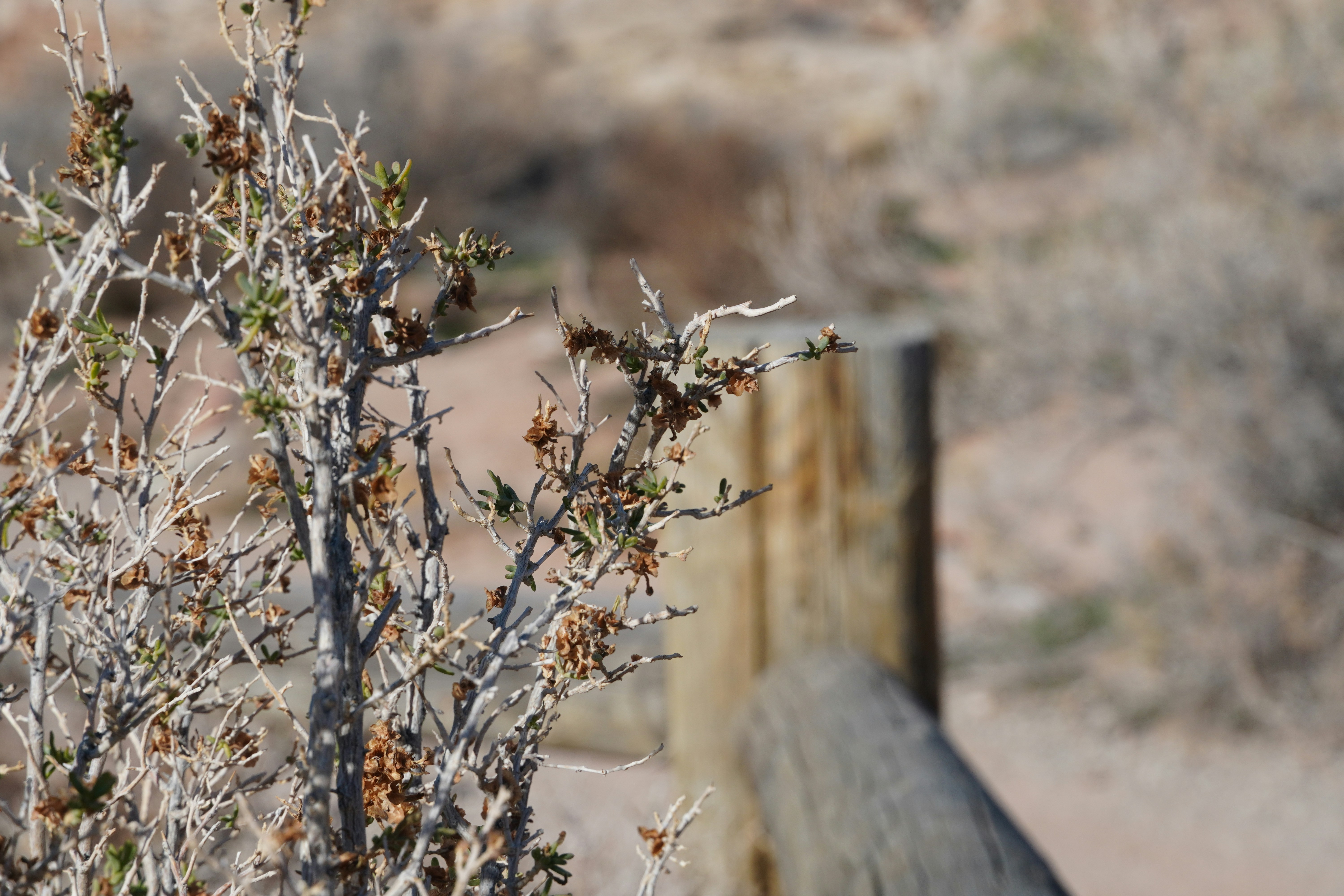 Photo by calecrunchy