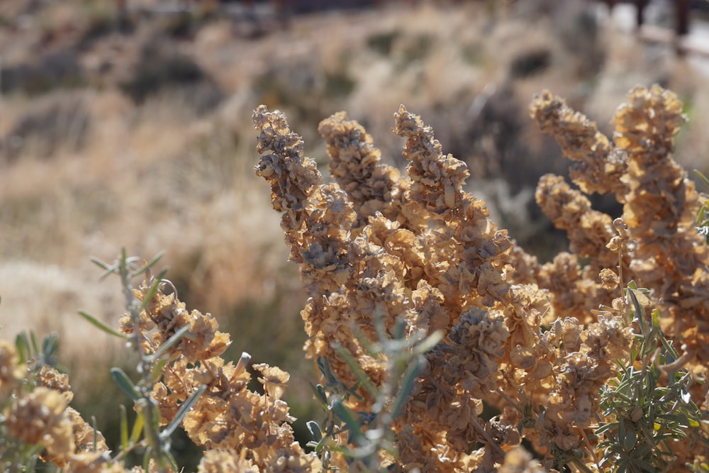 Un primer plano de una planta en un campo