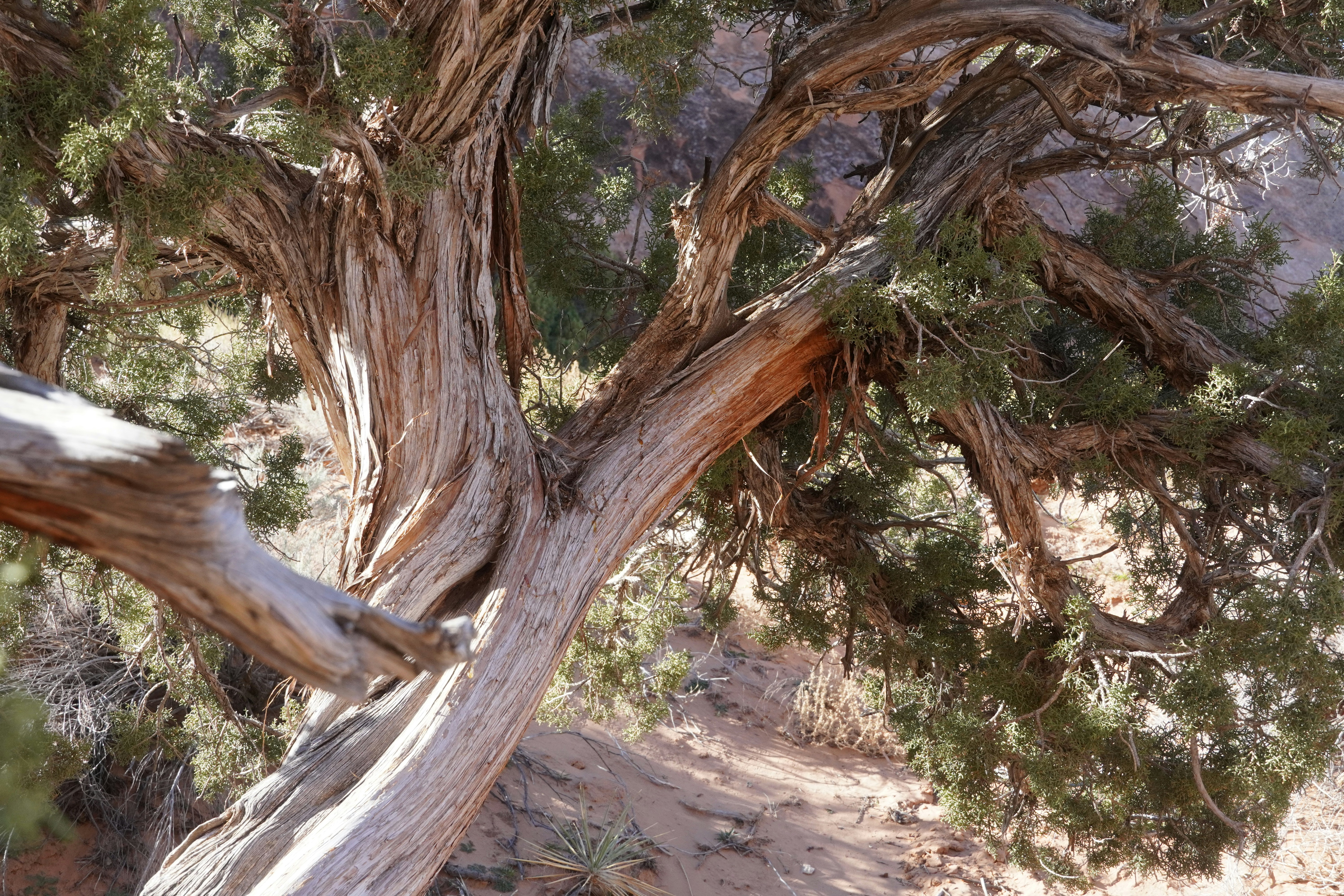 Inspiring Tree Planting Stories: How Moroccans are Making a Difference