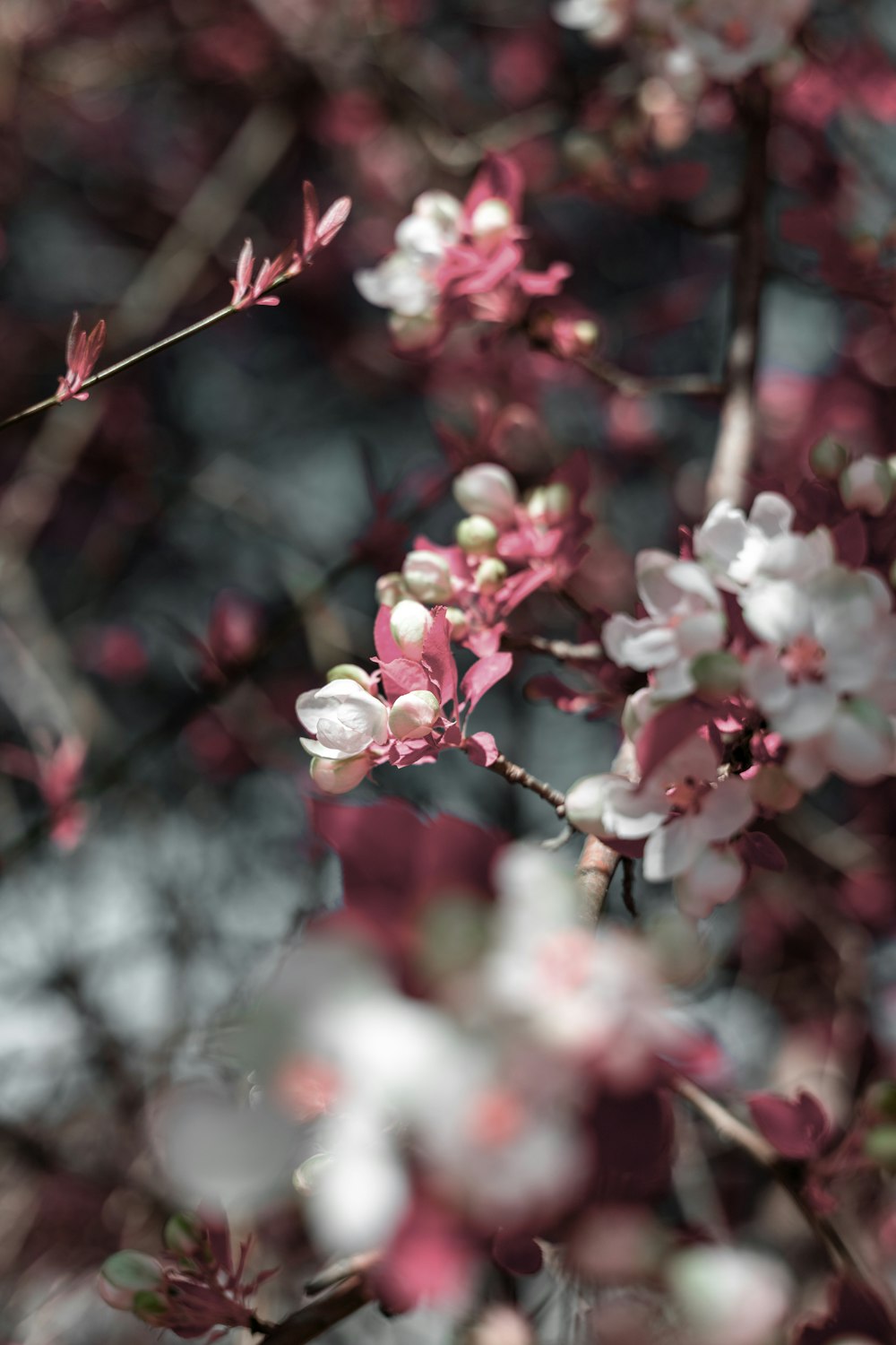 a close up of pink and white flowers on a tree