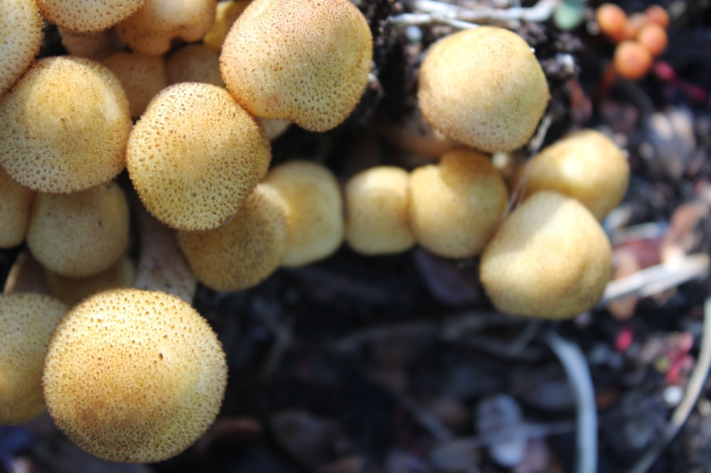 a bunch of mushrooms that are on the ground