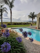 Photo featuring a purple background with a palm tree and a swimming pool faintly visible in the distance.