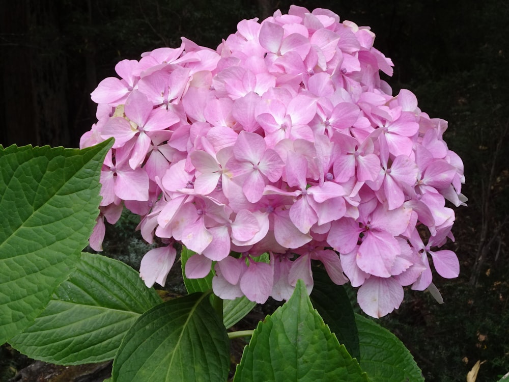 a close up of a pink flower with green leaves