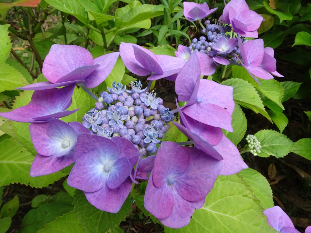 a bunch of purple flowers with green leaves