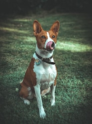 25 Best Dog Breeds for Highly Sensitive People (HSP)