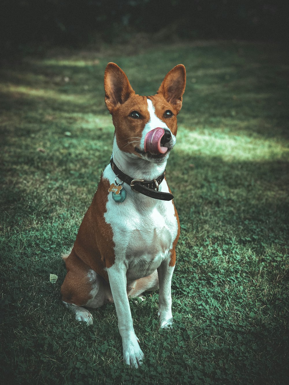 a brown and white dog sitting on top of a lush green field