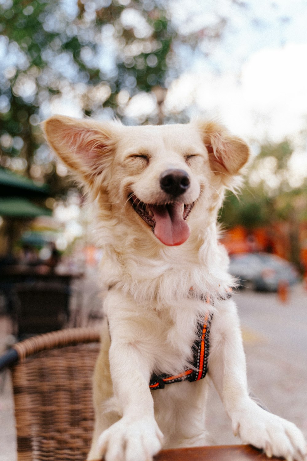 a white dog sitting on top of a basket