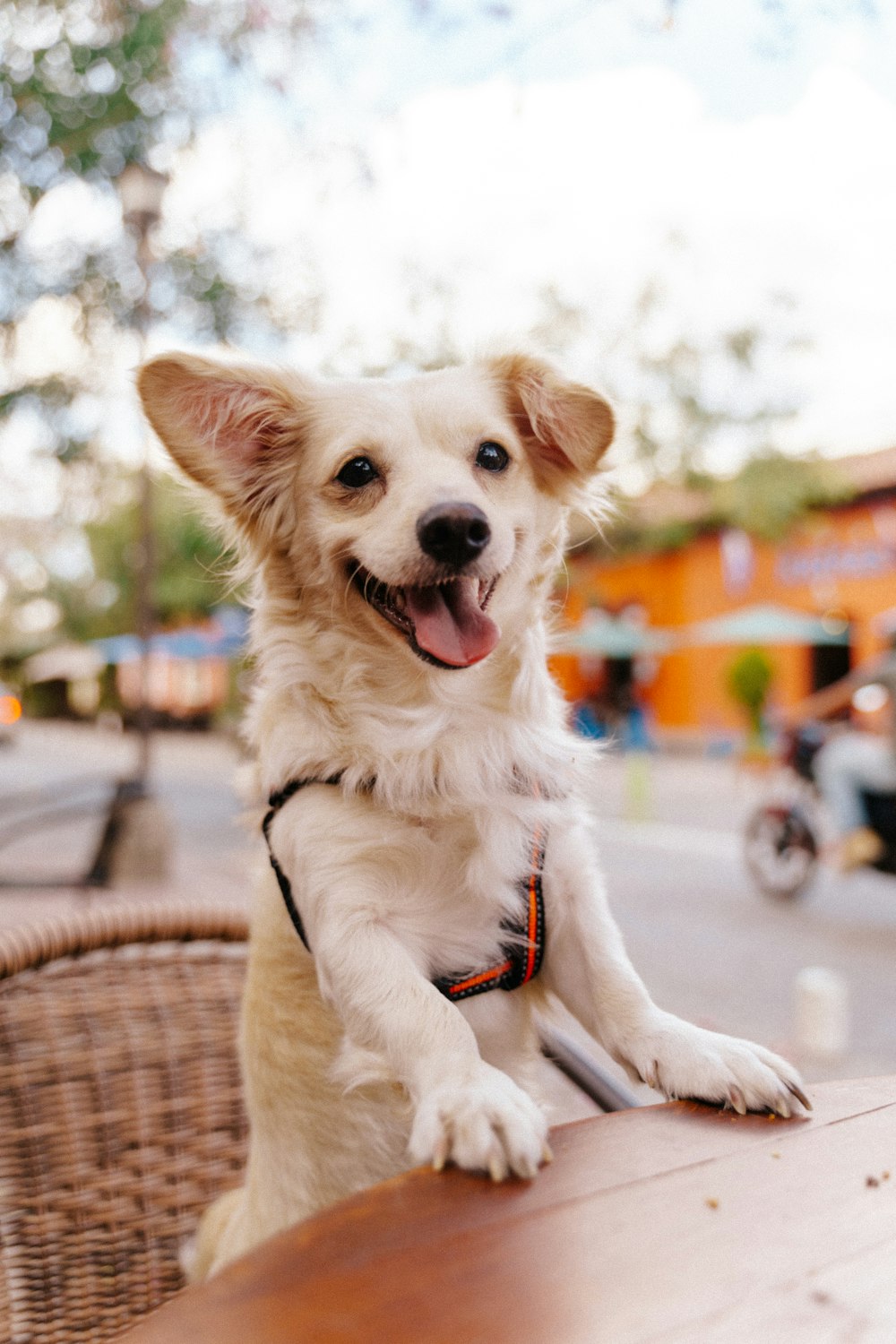 a white dog sitting on top of a wooden table