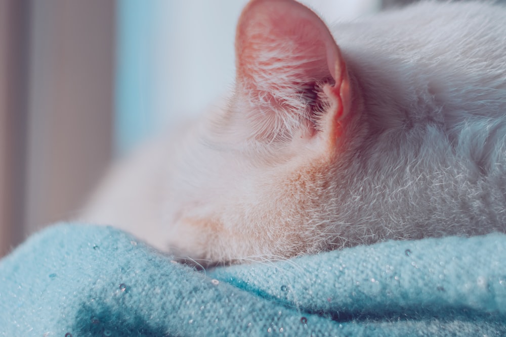 a white cat laying on top of a blue blanket