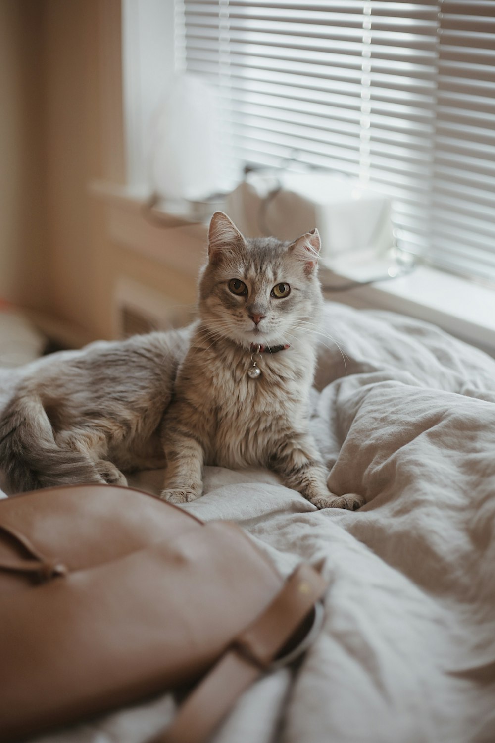 a cat sitting on a bed next to a purse
