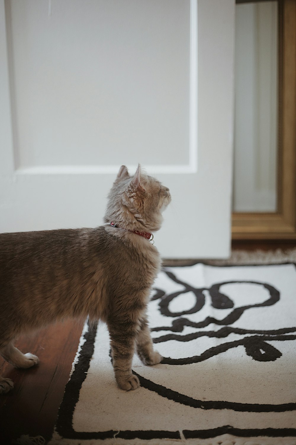 a cat standing on top of a rug next to a door