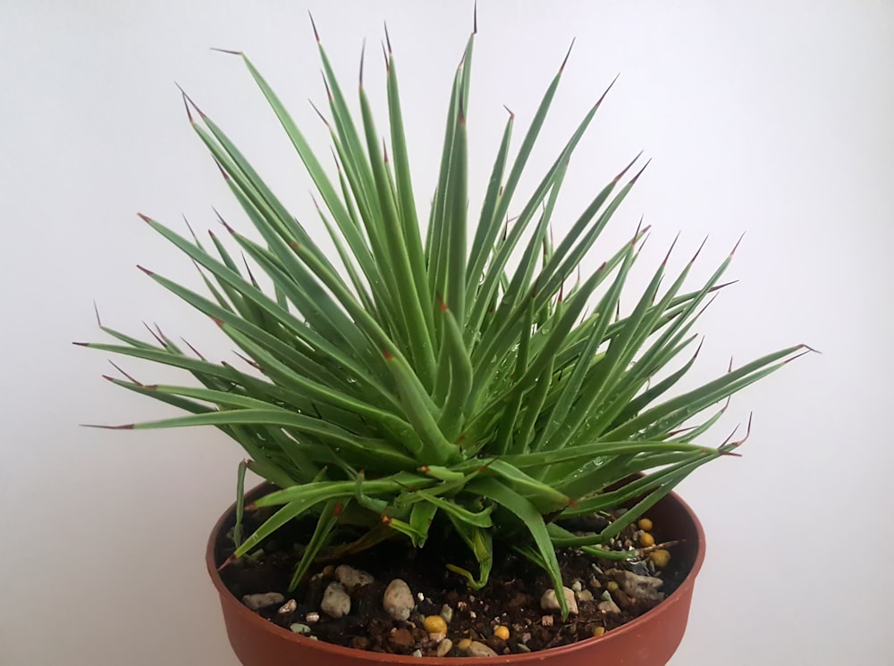 una planta en maceta con rocas y grava en ella