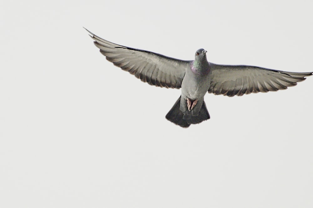 a bird flying through the air with its wings spread