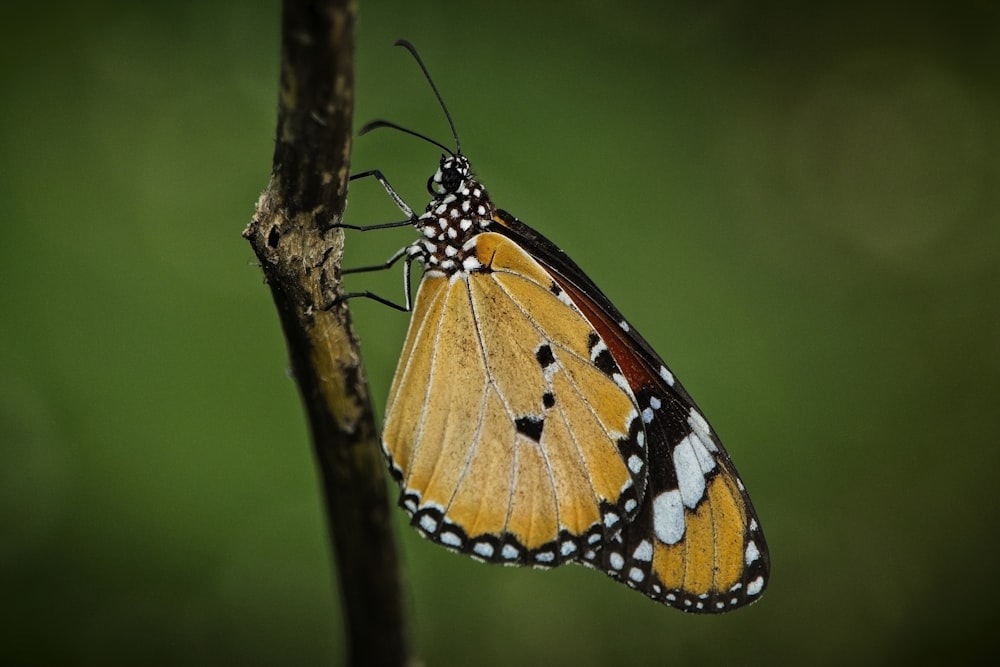 a yellow butterfly sitting on top of a tree branch