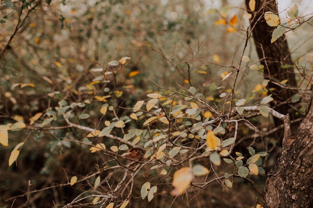 a bird sitting on the branch of a tree