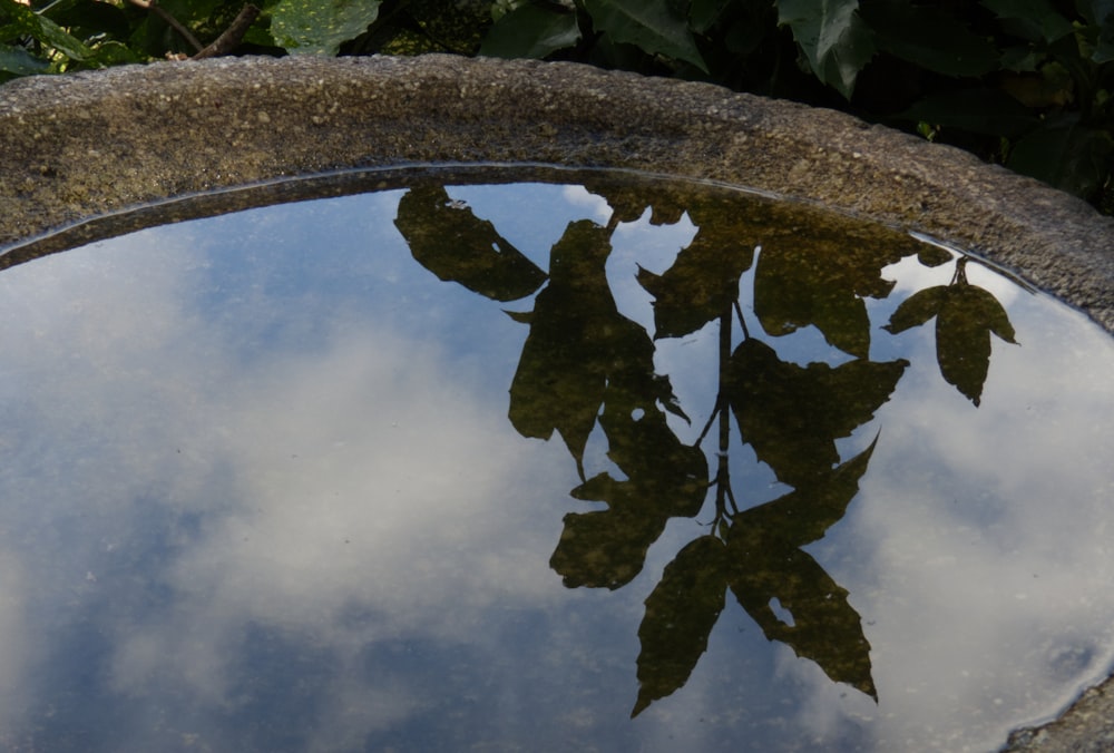 un reflet de feuilles dans une flaque d’eau