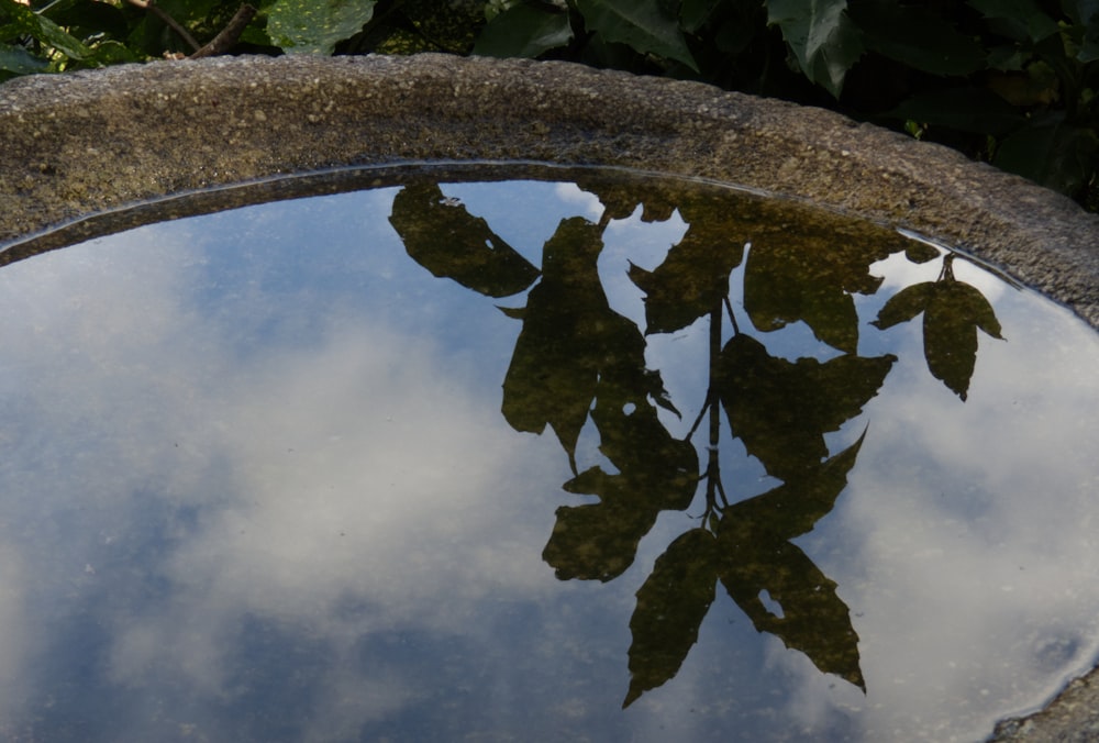 a reflection of leaves in a puddle of water