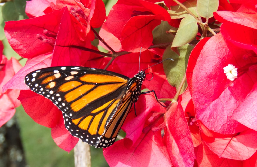 a monarch butterfly sitting on a red flower