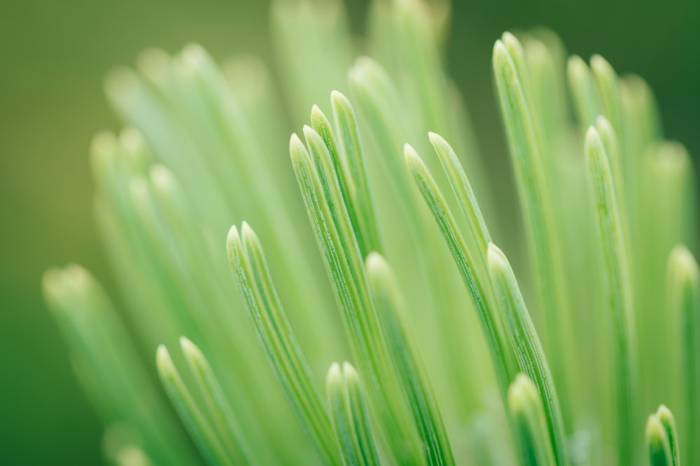 a close up of a green plant with long thin needles