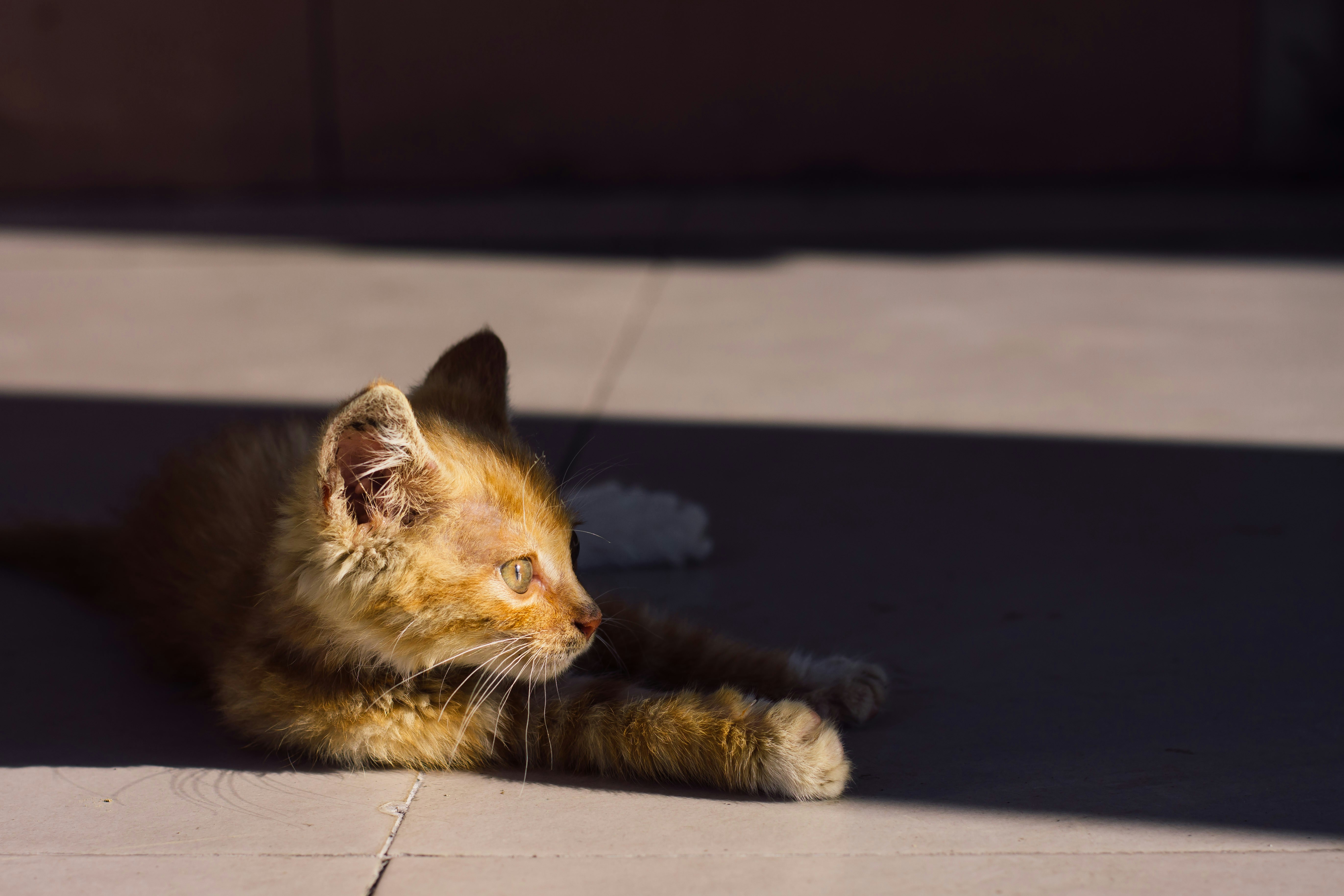 Cat laying on the ground with its paw on the ground