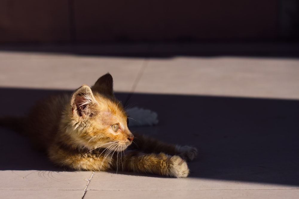 a cat laying on the ground with it's paw on the ground