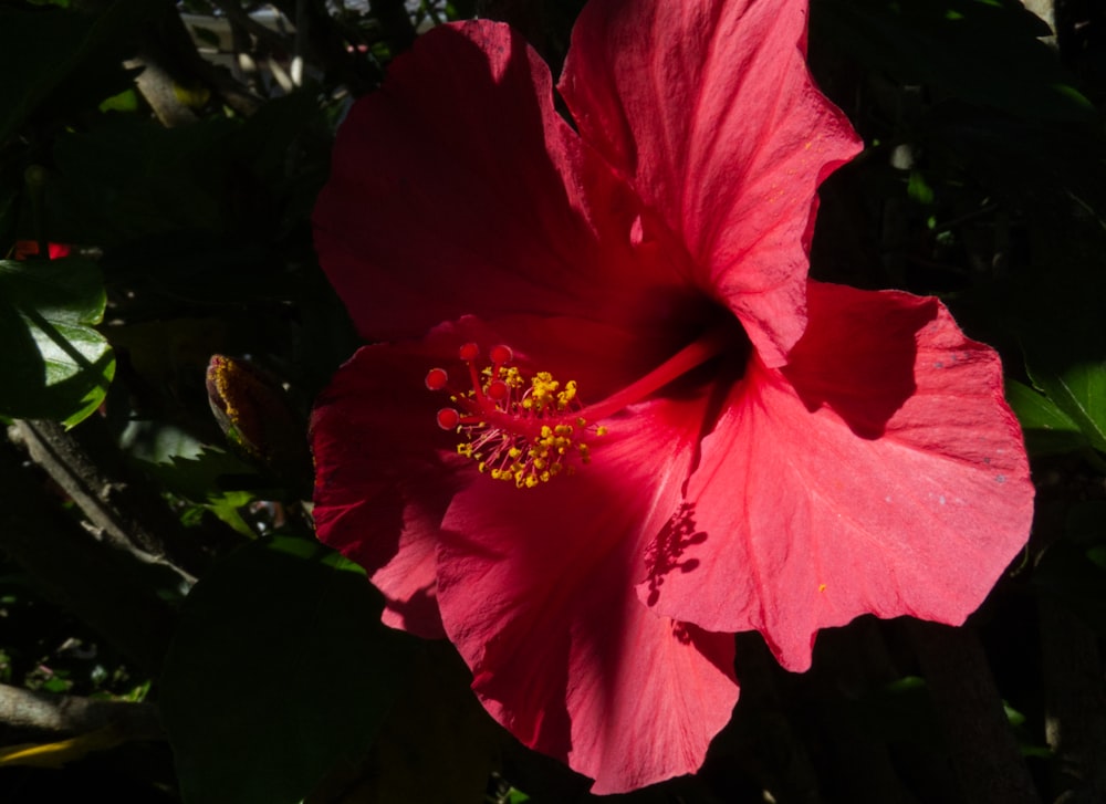 a large pink flower with a yellow stamen