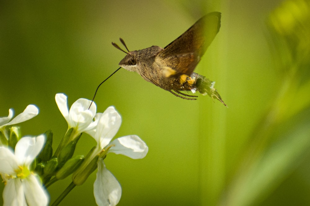 a hummingbird hovering over a white flower