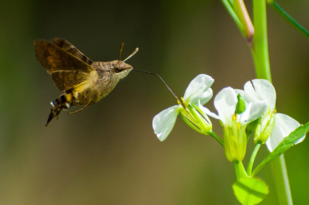 a hummingbird hovering over a white flower