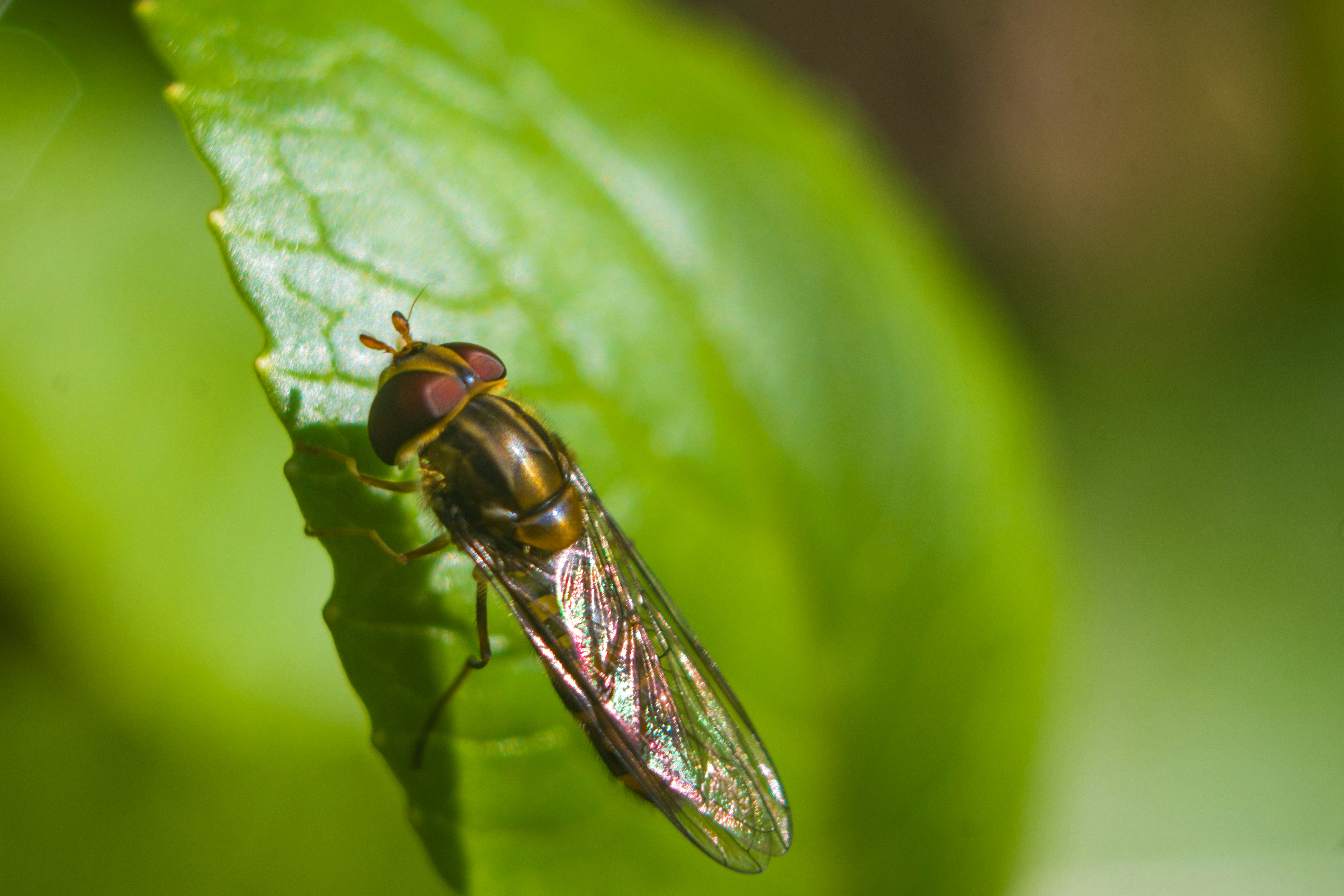 Photo by abhinav_arya