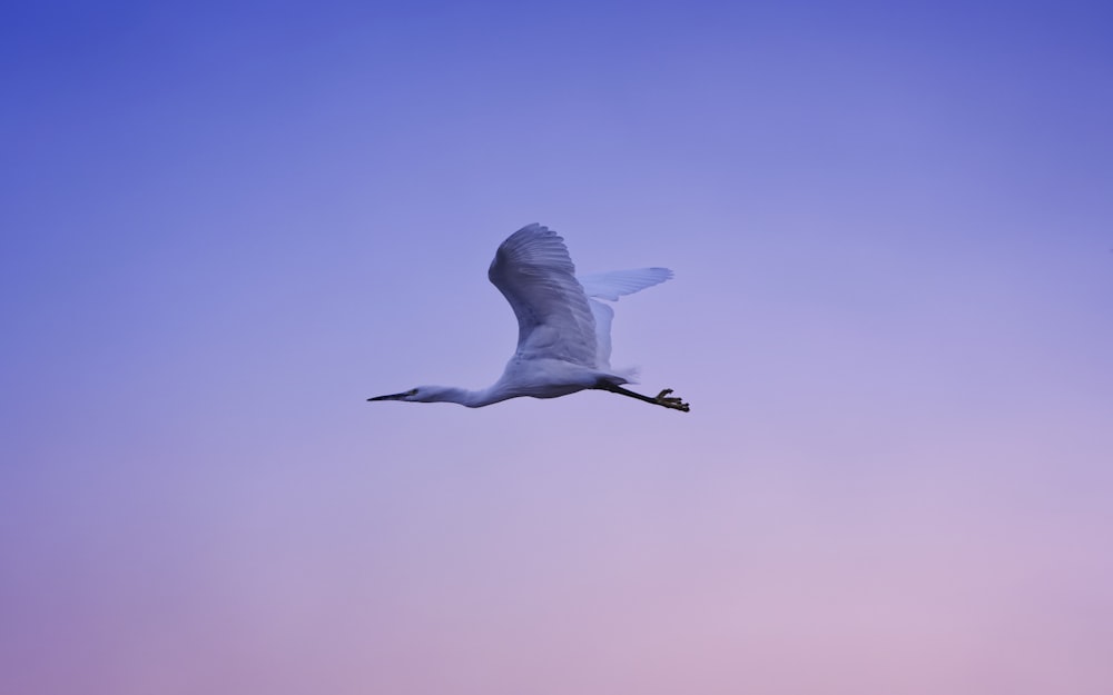 a large white bird flying through a blue sky