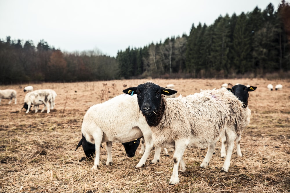 a herd of sheep standing on top of a dry grass field