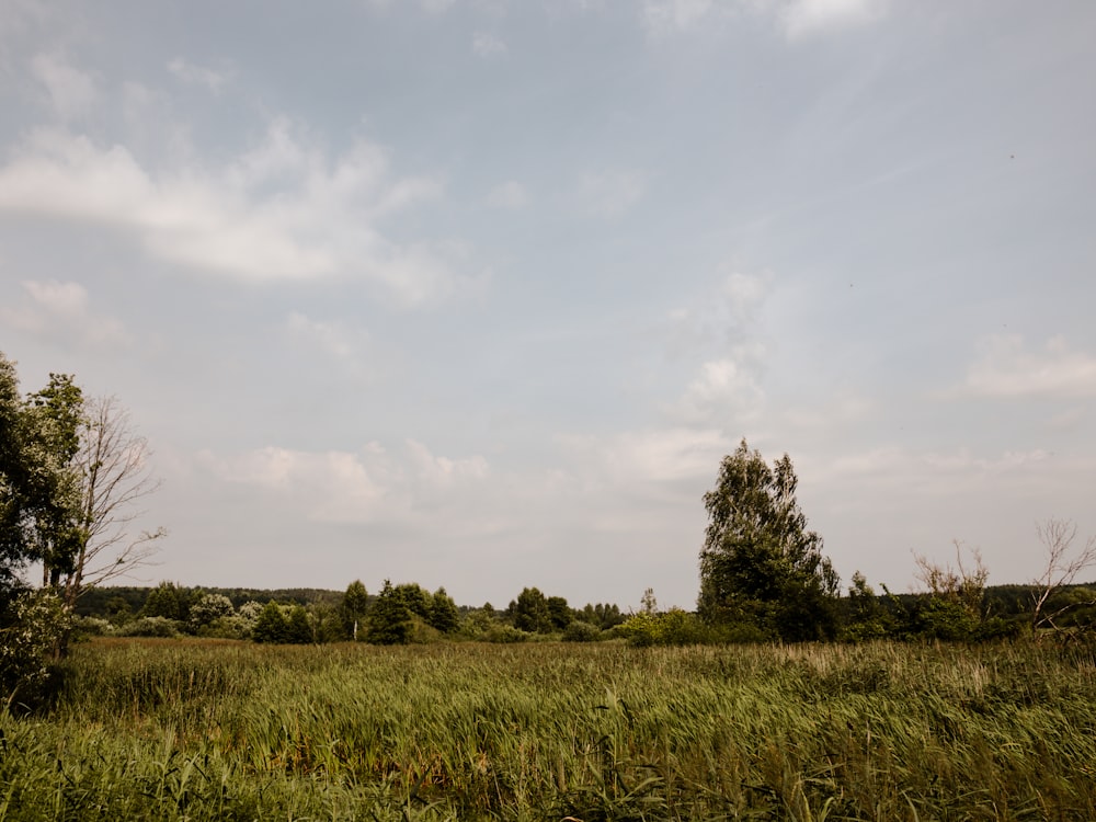 a grassy field with trees and clouds in the background