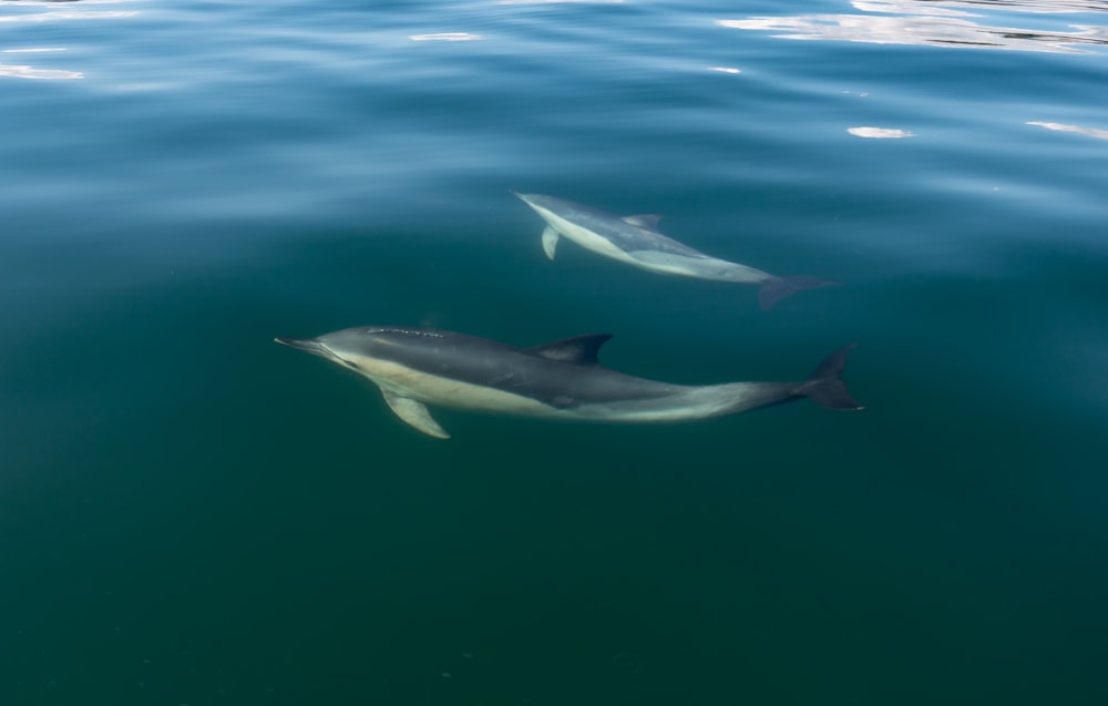 a couple of dolphins swimming in the ocean