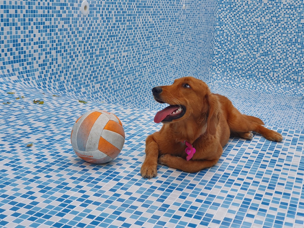 a brown dog laying on a tiled floor next to a ball