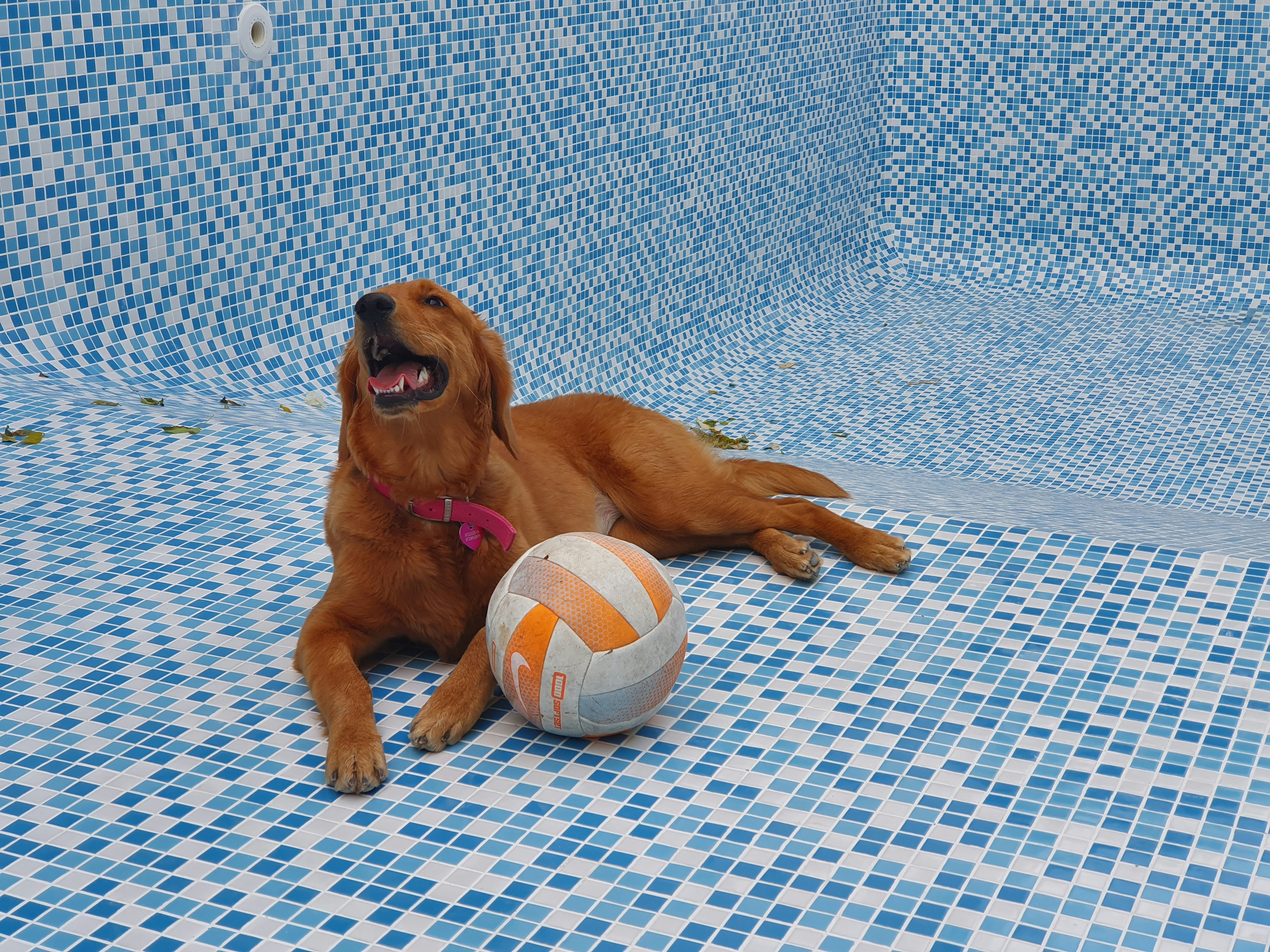 Best Airport Dog Boarding Services for Frequent Flyers