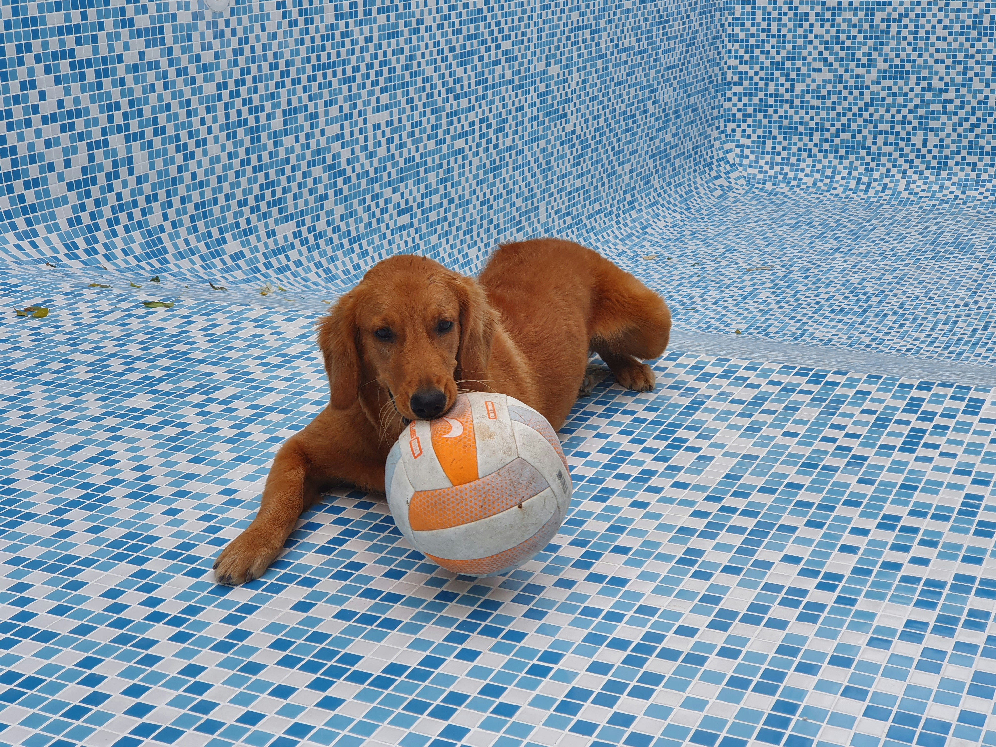 Un chien brun allongé au sommet d’une piscine avec une balle photo