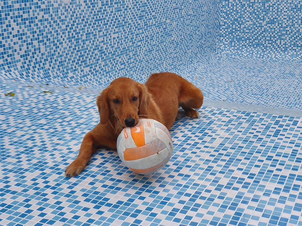 a brown dog laying on top of a pool with a ball